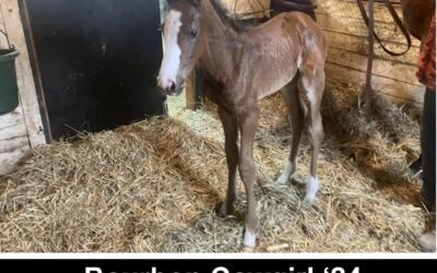 Tapwrit Filly Out Of Bourbon Cowgirl Born