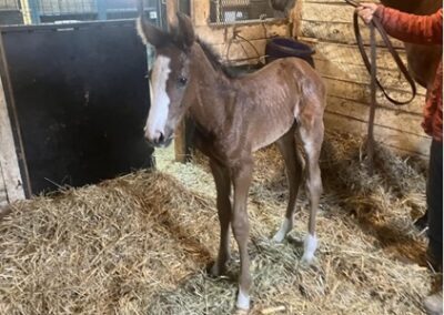 Bourbon Cowgirl ’24 Filly by Tapwrit