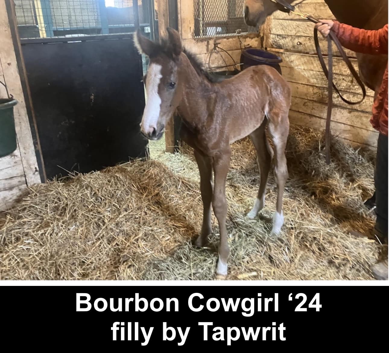 Tapwrit Bourbon Cowgirl