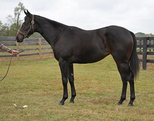 Tiz The Law Dream Walking profile