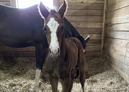 Toni Tools Solomini roster