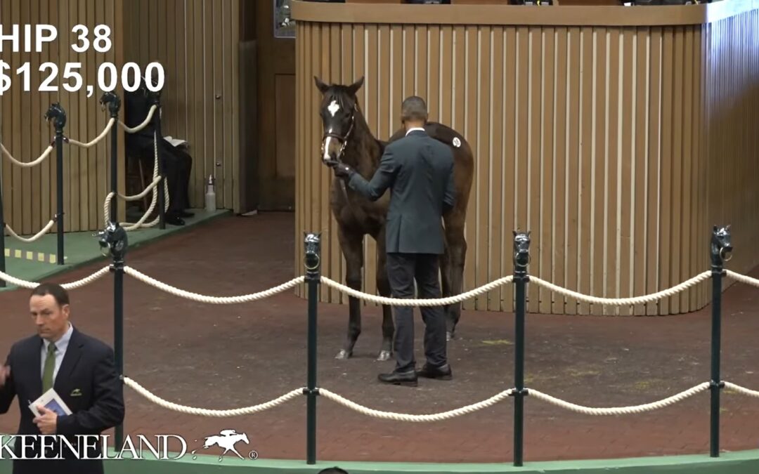 Yaupon – Winnipeg Wonder Colt Sells for $125,000