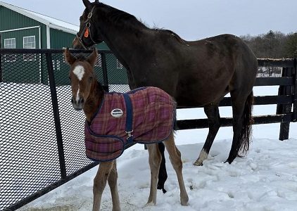 Winnipeg Wonder ’23 Filly by West Coast