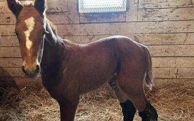 Yesshewill Colt Foaled By Vino Rosso Born