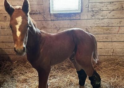 Yesshewill ’25 Colt By Vino Rosso