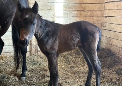 Awesome Aurora ’24 Filly by Central Banker