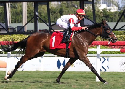 Andi’s Kitten (in foal to Solomini)