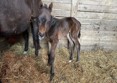 Awesome Aurora ’23 Colt by Connect