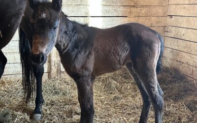 Awesome Aurora Filly Born