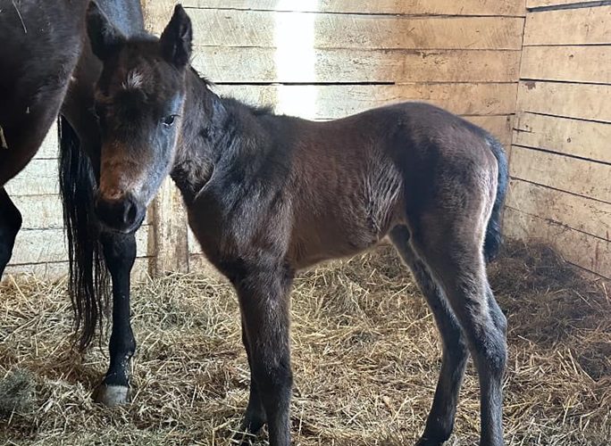 Awesome Aurora Filly Born