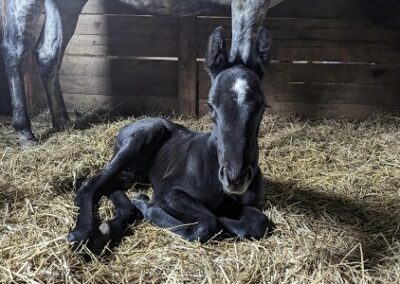 Back Roads ’23 Colt by Maxfield