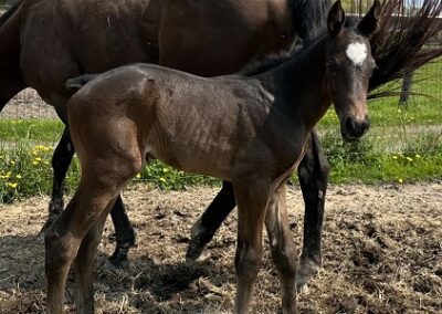 Bene Pista ’23 Colt by Daredevil