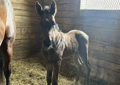 Bitter Gold ’23 Filly by Solomini