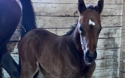 City Section Colt Born
