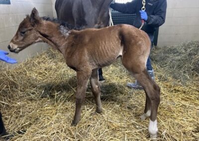 Figure of Beauty ’25 Filly by Cody’s Wish