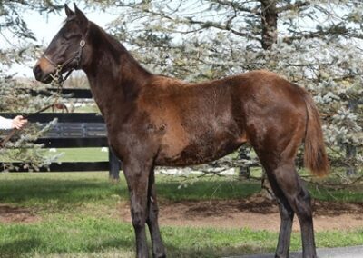Echo in the Canyon ’25 Filly by Girvin