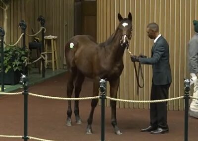 Holders Season ’23 Filly by American Pharoah