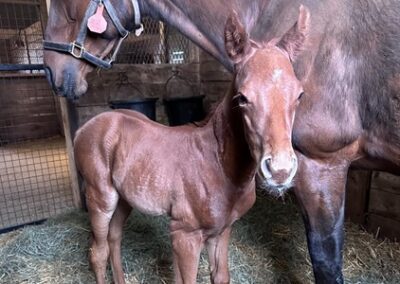Maid on a Mission ’24 Filly By Keepmeinmind