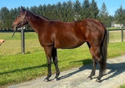 Maid On a Mission (in foal to Keepmeinmind)