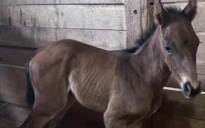 Mendelssohn – Heaven’s Humor Filly Born