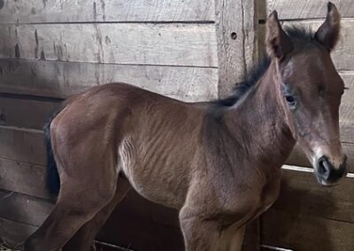 Heaven’s Humor Filly by Mendelssohn