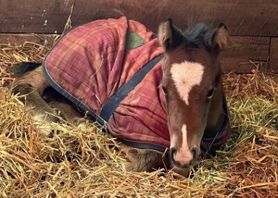 Rox Star Beauty ’23 Filly by Rowayton