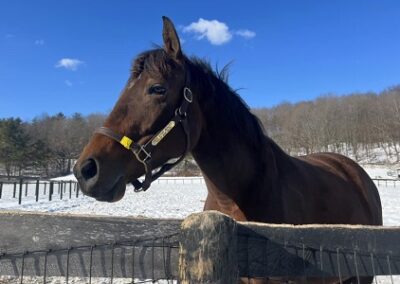Rox Star Beauty (in foal to Central Banker)
