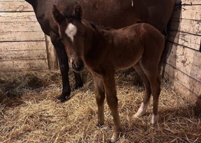 Rox Star Beauty ’25 Colt by Solomini