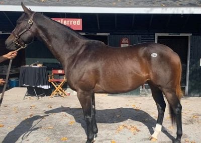 Sandy Belle (in foal to Tacitus)