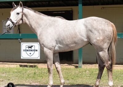 Silver Sprinkle