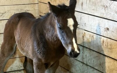 Super Surprise Filly Born