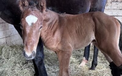 First Foal of 2025 Born to Tanmawwy