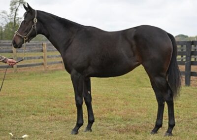 Dream Walking ’22 Filly by Tiz The Law