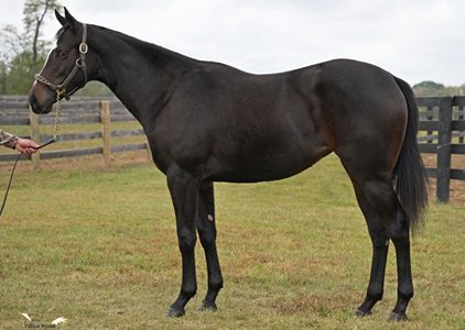 Dream Walking ’22 Filly by Tiz The Law