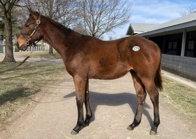 Tela ’21 Colt by West Coast