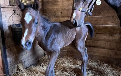2024 Breeding Season Closes With Winnipeg Wonder Colt