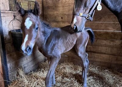Winnipeg Wonder ’24 Colt by Yaupon