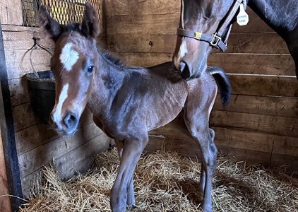 Winnipeg Wonder ’24 Colt by Yaupon